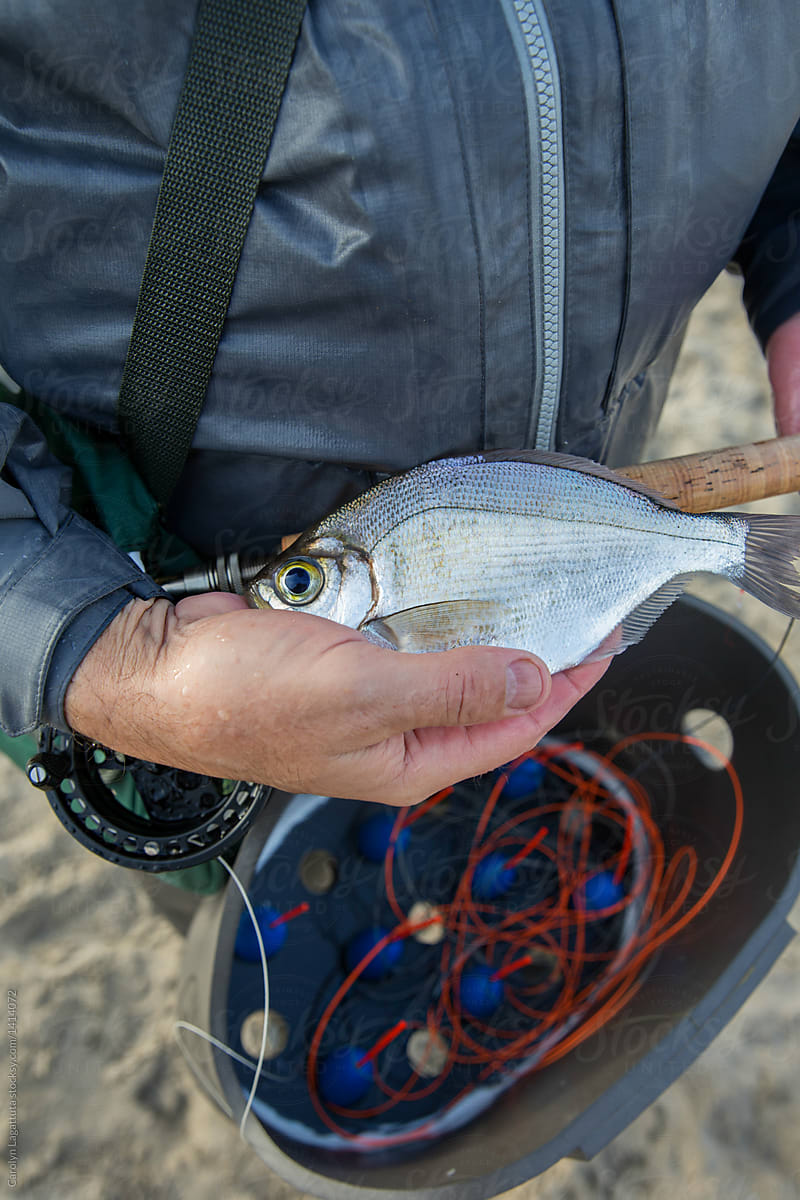 Man holding a fresh caught surf perch with fly fishing gear