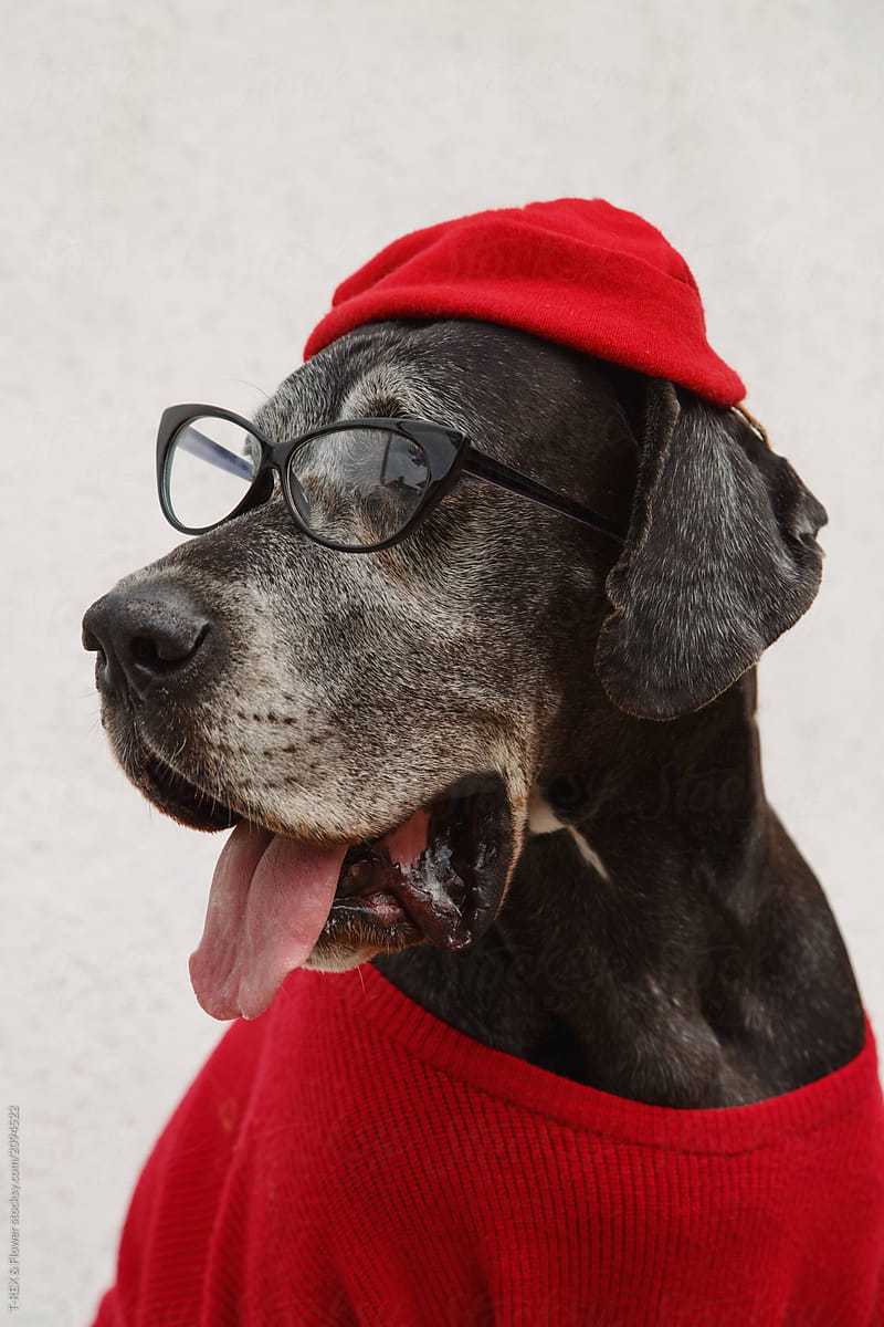 Stylish dog in red clothes and glasses
