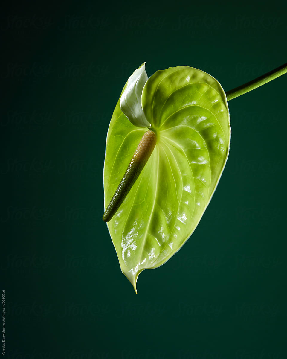 Green anthurium flower isolated on a green background