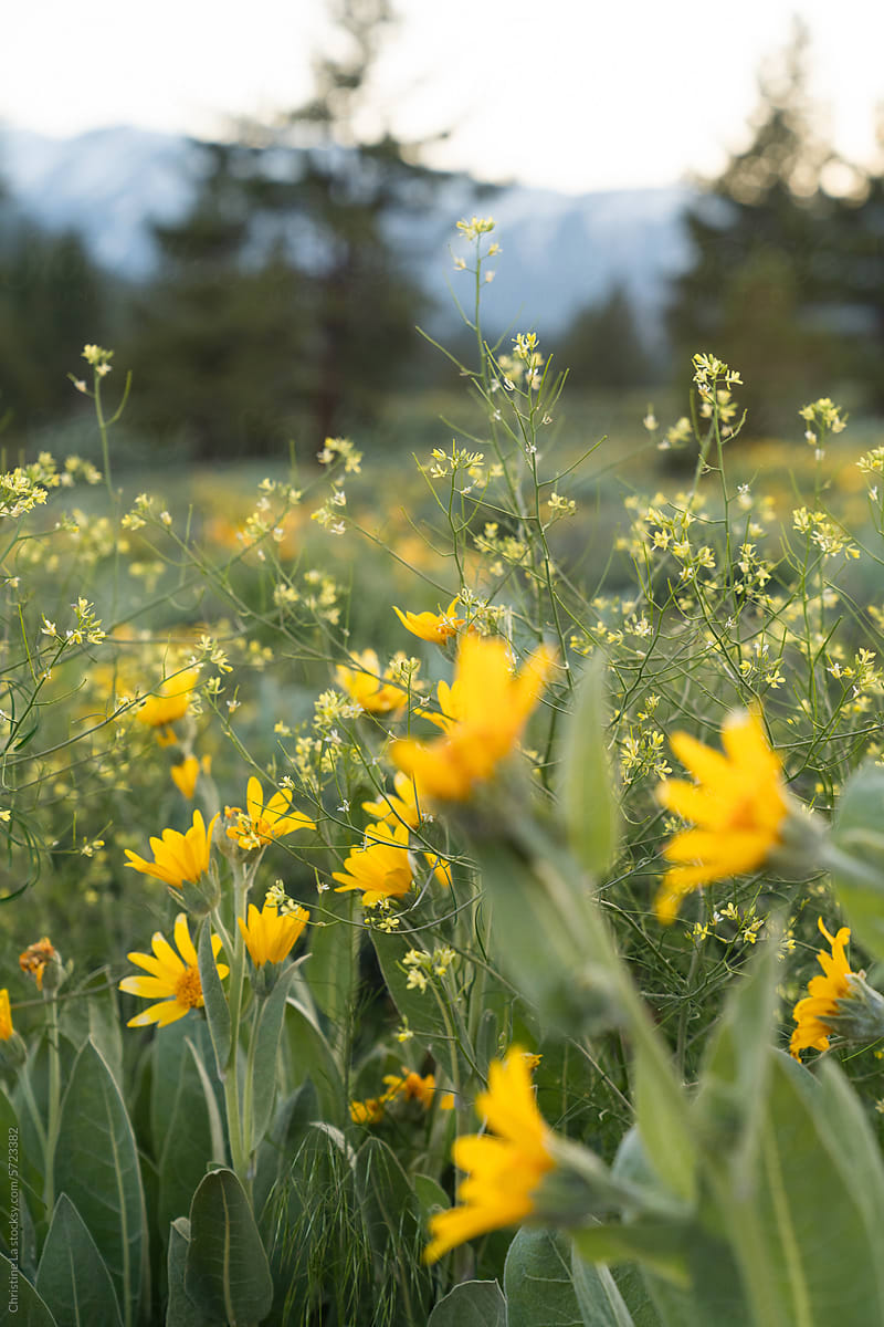 Closeup of yellow wildflowers with a mountain in the distance