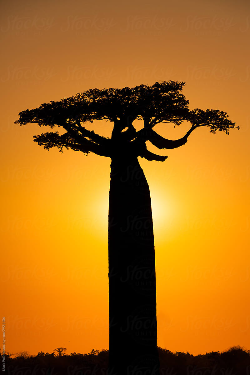 african tree silhouette