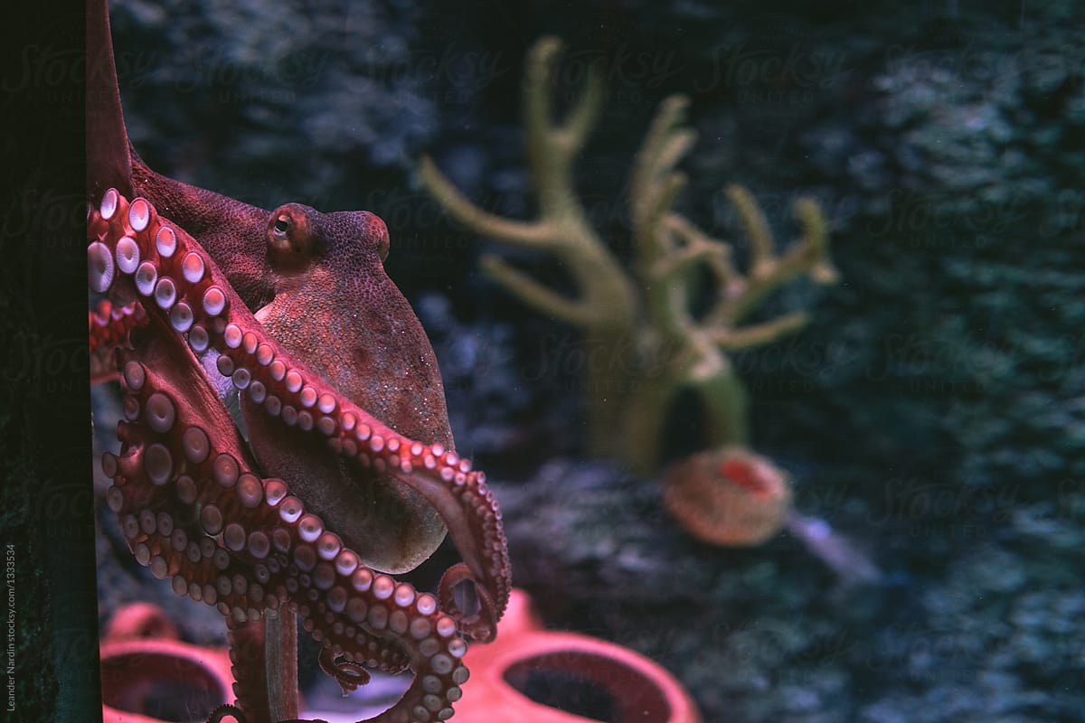 angry looking octopus with long tentacles in an aquarium