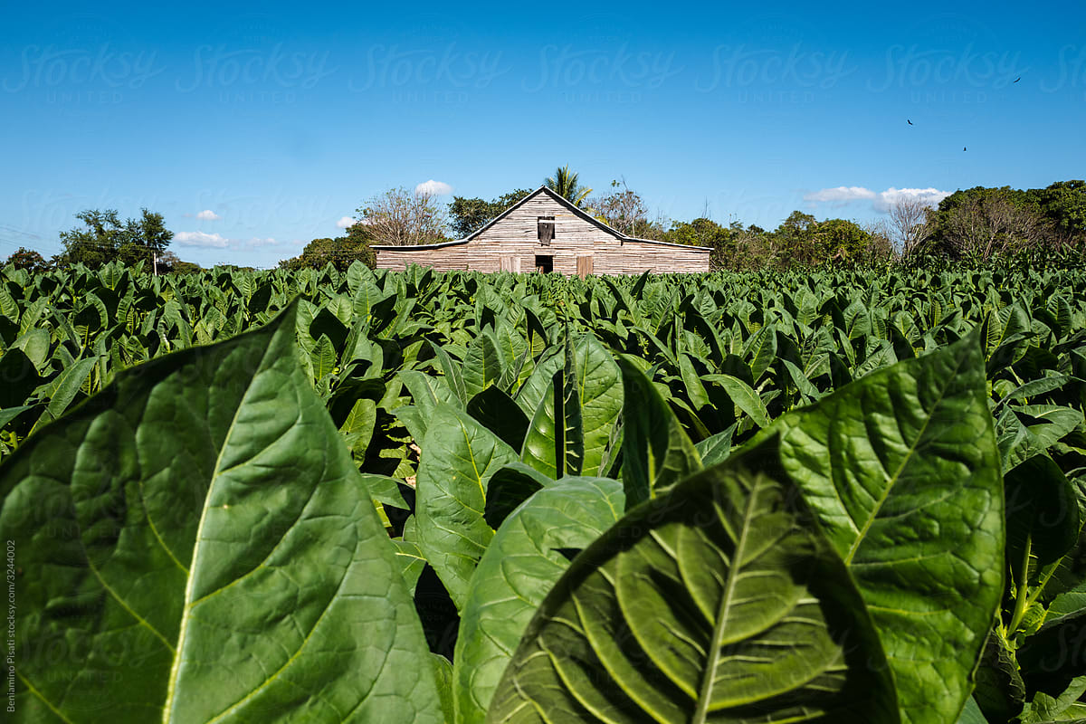 Tobacco plantation