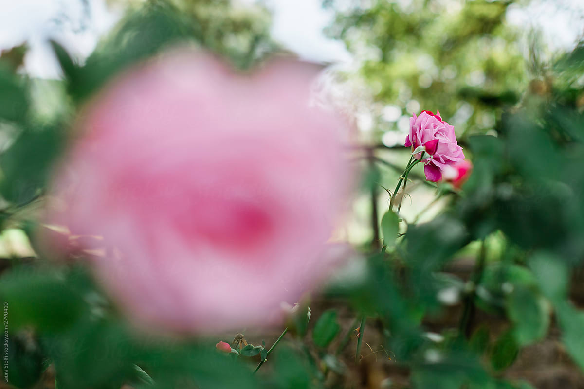 Pink roses flowering on the plant with focus on background