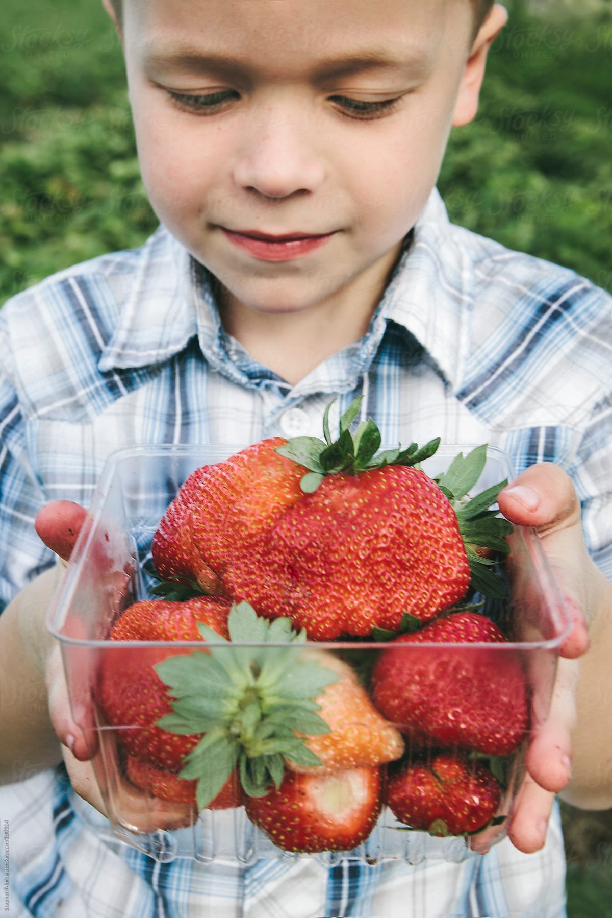 Boy fresh picked strawberries