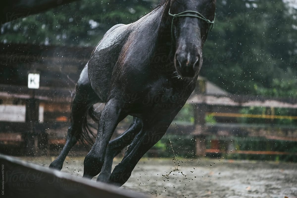 Black horse under the rain