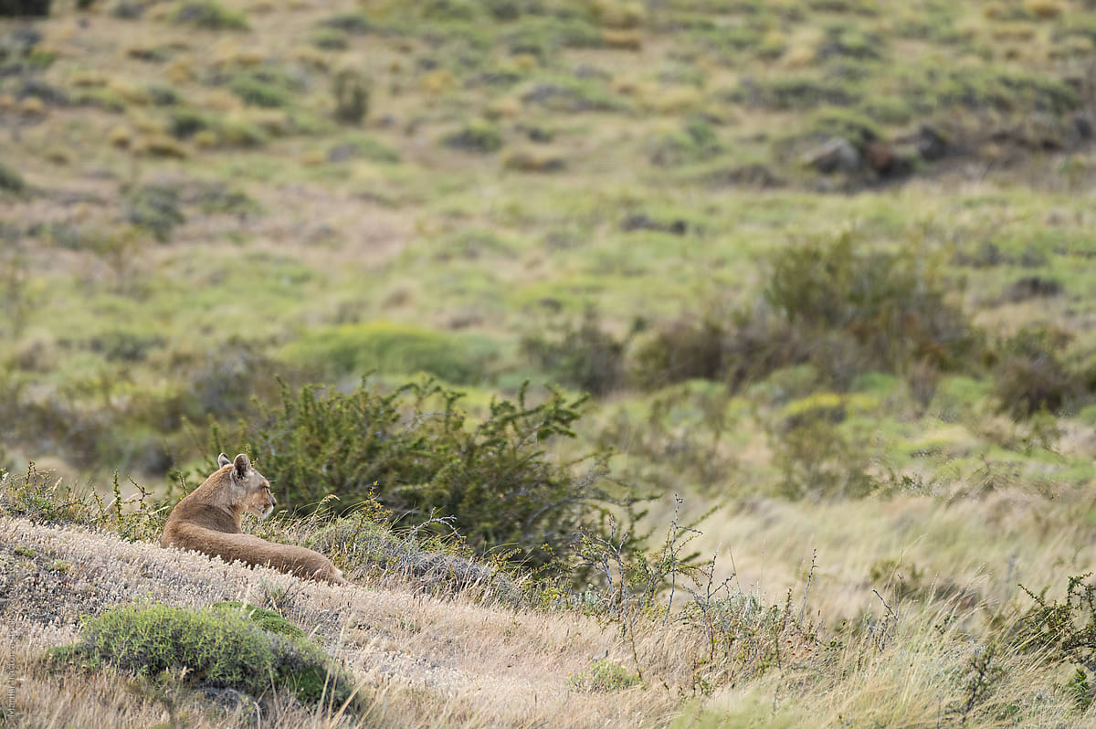 Cougar resting in Torres del Paine National Park