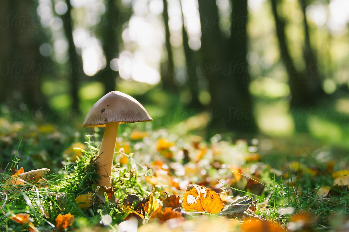 White capped mushroom on forest floor, horizontal
