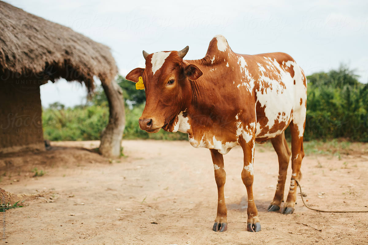 Free Range Cow in Ugandan Village
