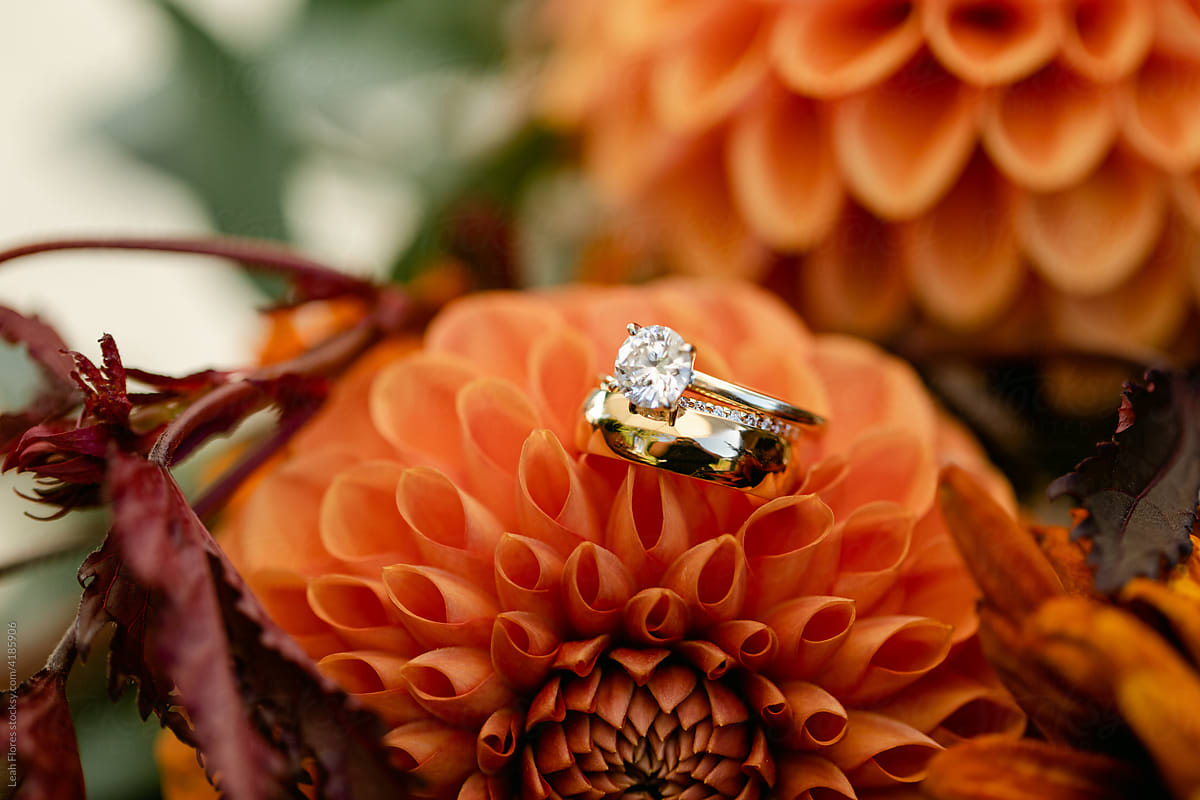 A Closeup of a Diamond Ring on an Orange Dahlia