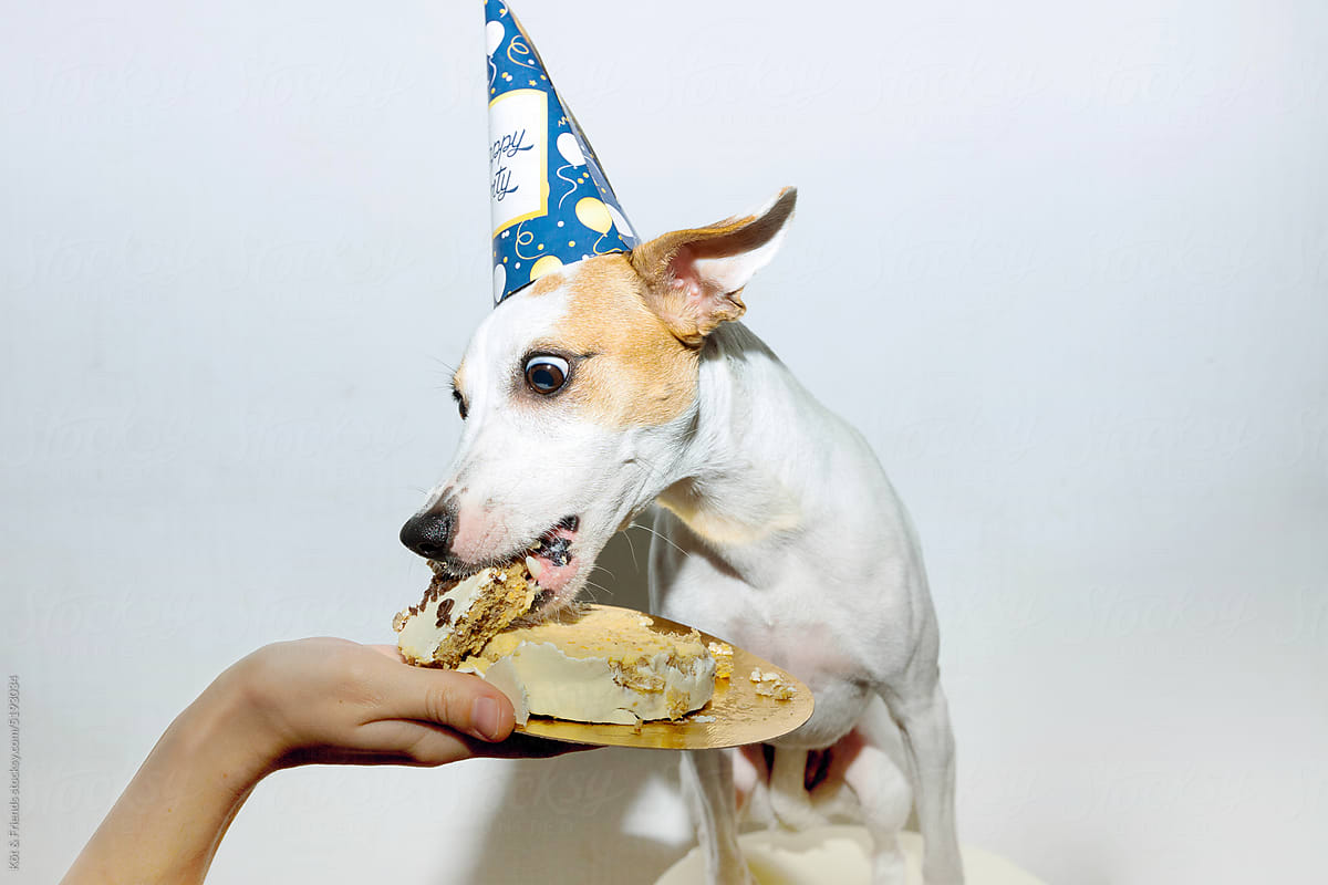 Excited Dog Biting A Birthday Cake