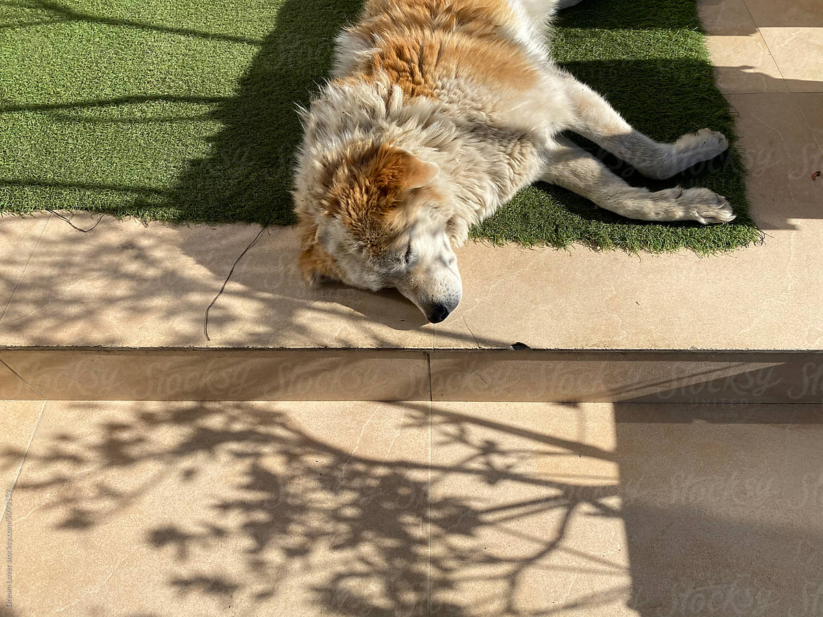 A stray dog taking nap on sunlight at the daytime of winter morning