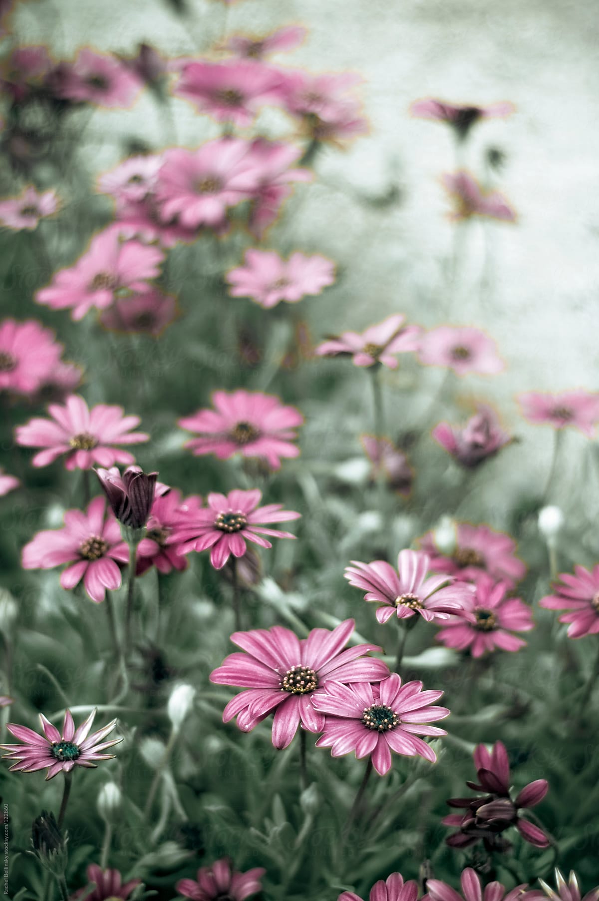 Magenta daisies in green grass fading into a pale distance