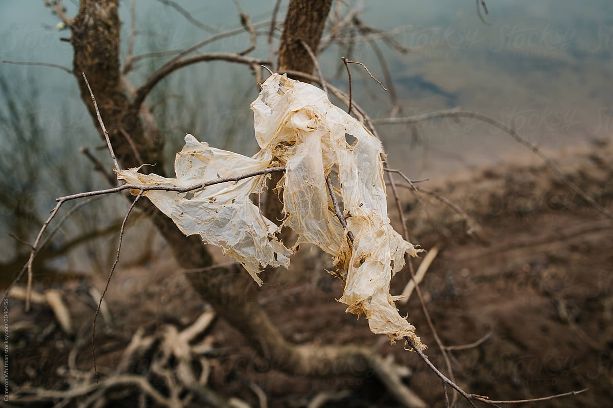 Shredded plastic bag captured in a tree by the riverside