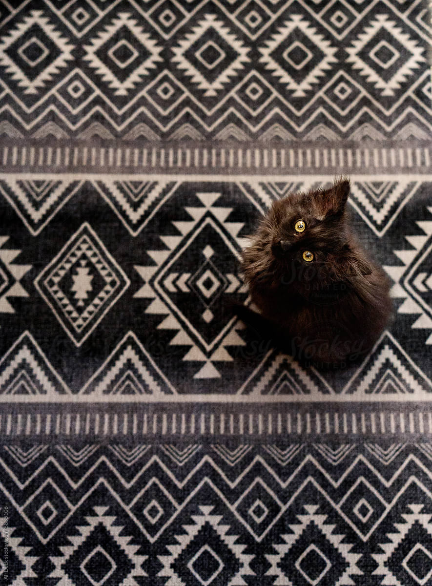 Black Kitten on Aztec Rug