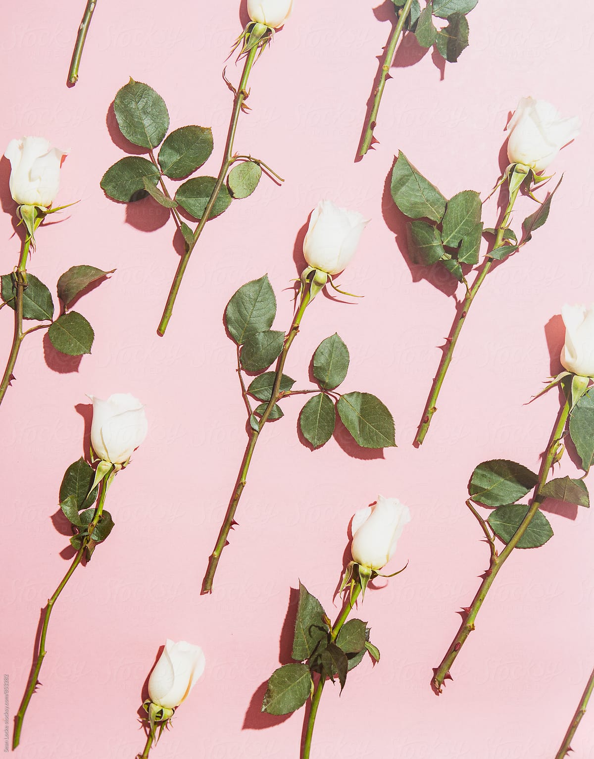 Valentine: White Roses Arranged On Pink Background