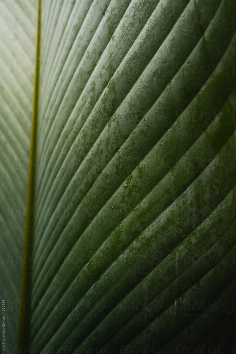 Green Leafe Background