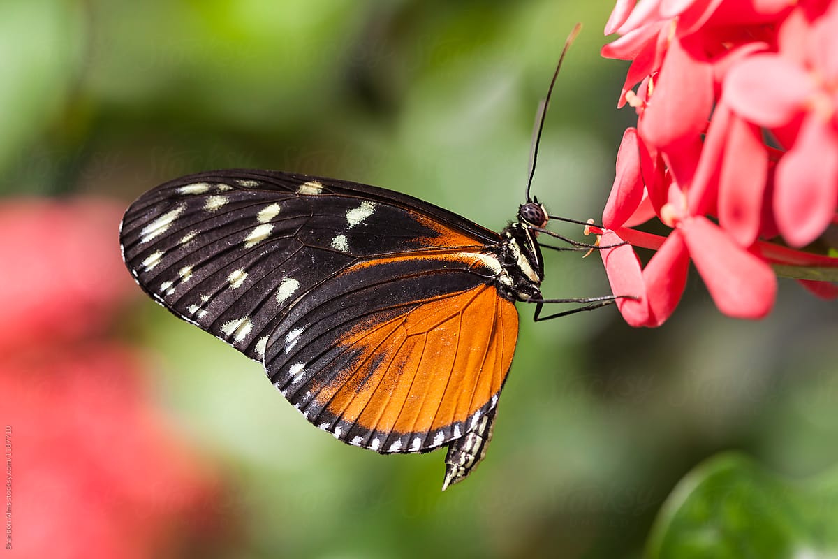 Tiger Longwing Butterfly Macro on Flowers