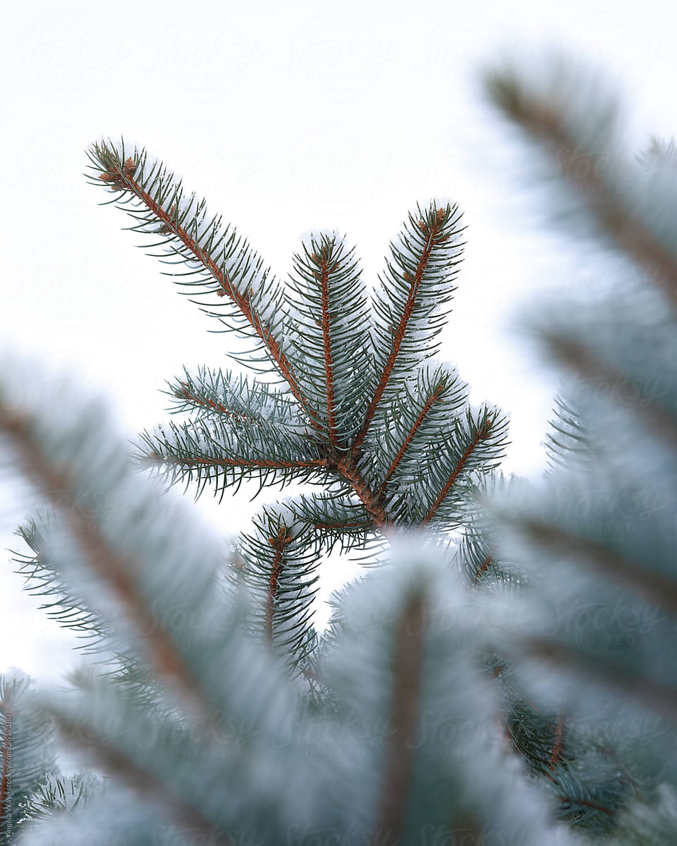 Pine Tree Branch in Nature
