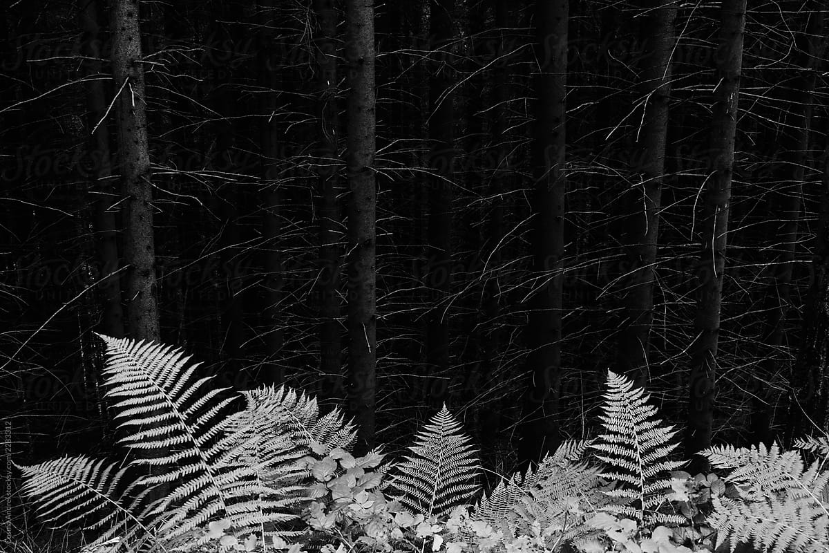 Dark pine tree woods with fern