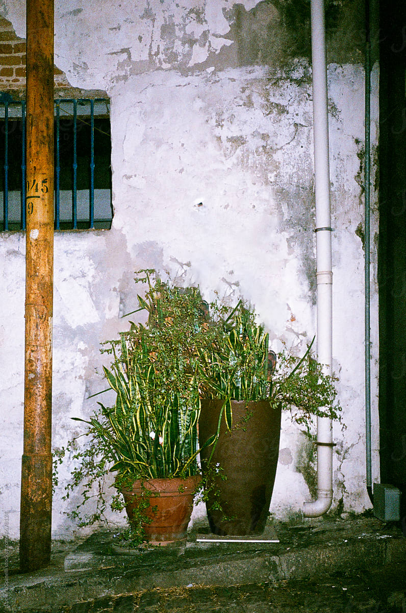 Two green plants inside a pot in the street at night