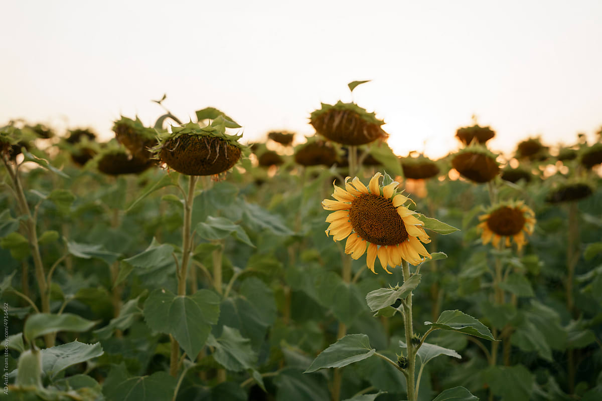 A field with sunflowers at sunset