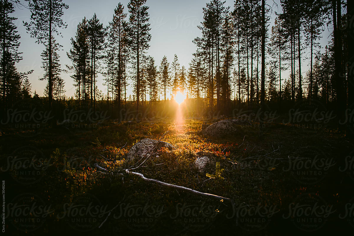 Clearing and forest trees during sunset