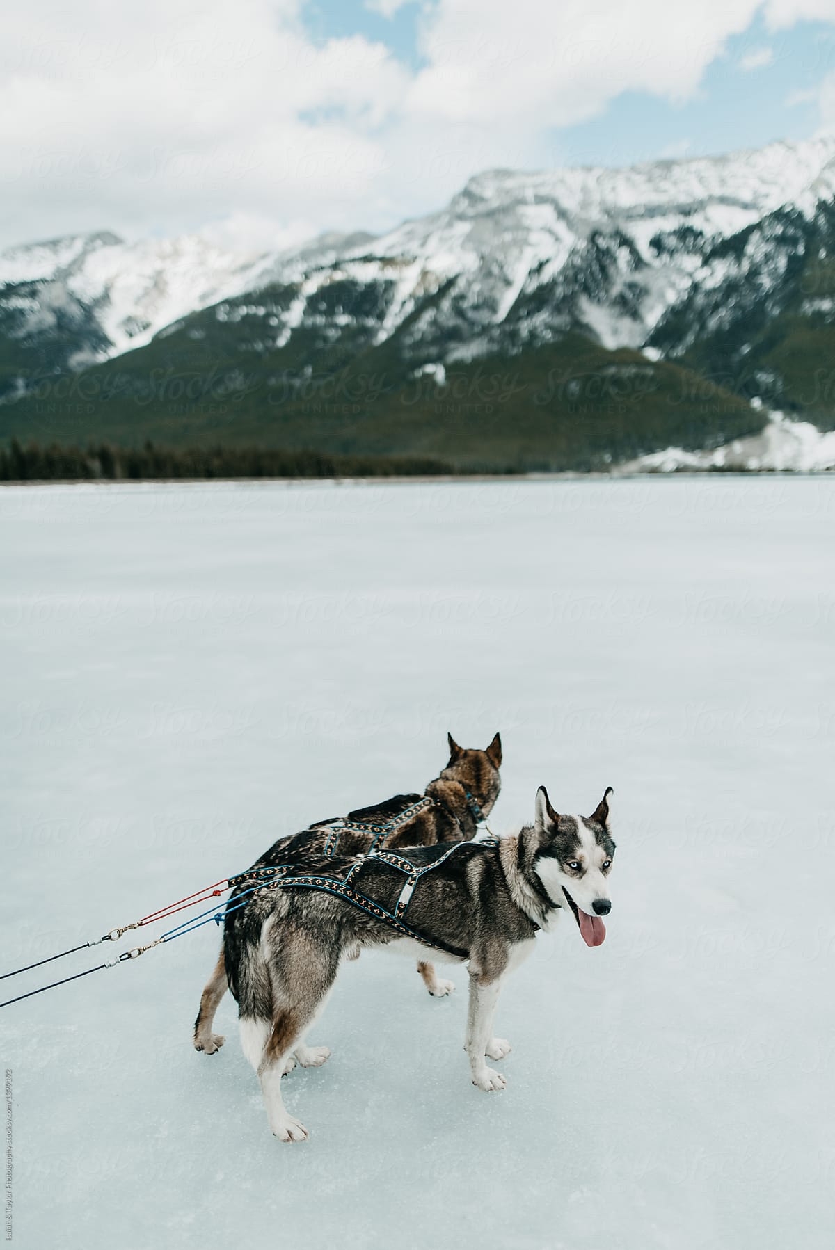 Husky dogs on frozen lake