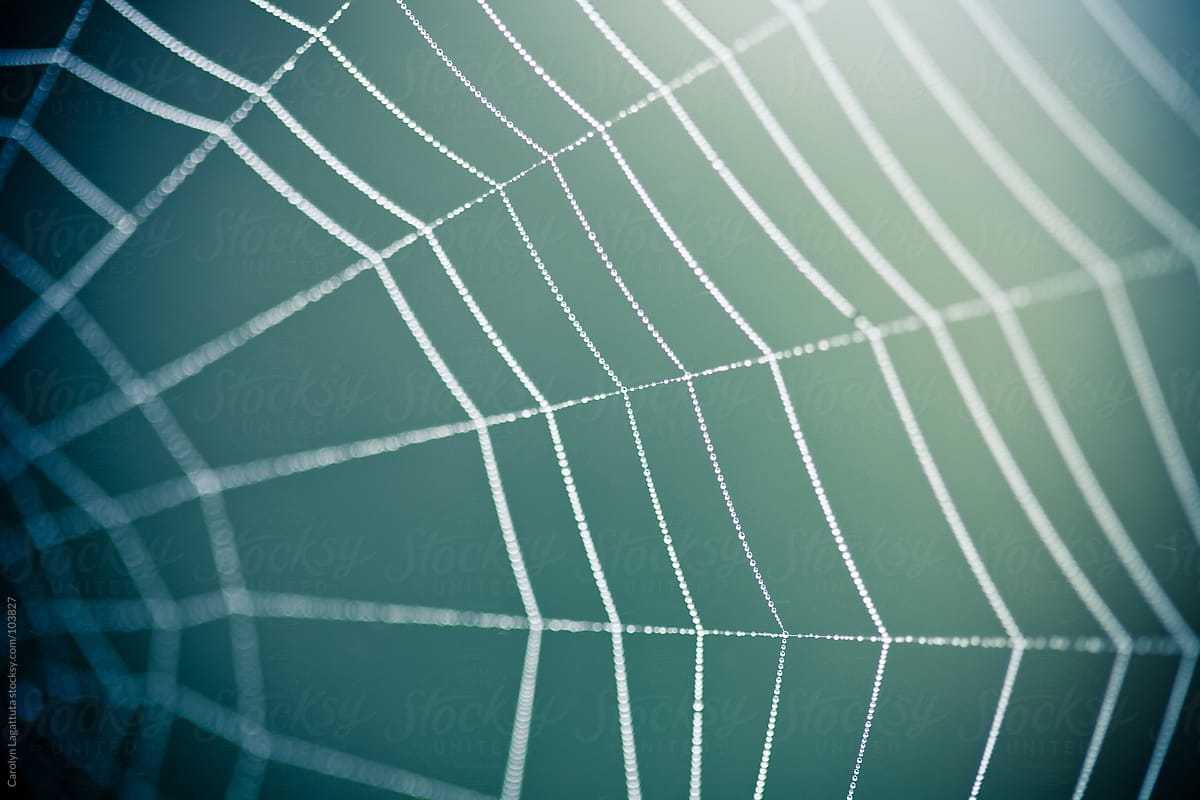 Close up of a spider web with a dark blue green background