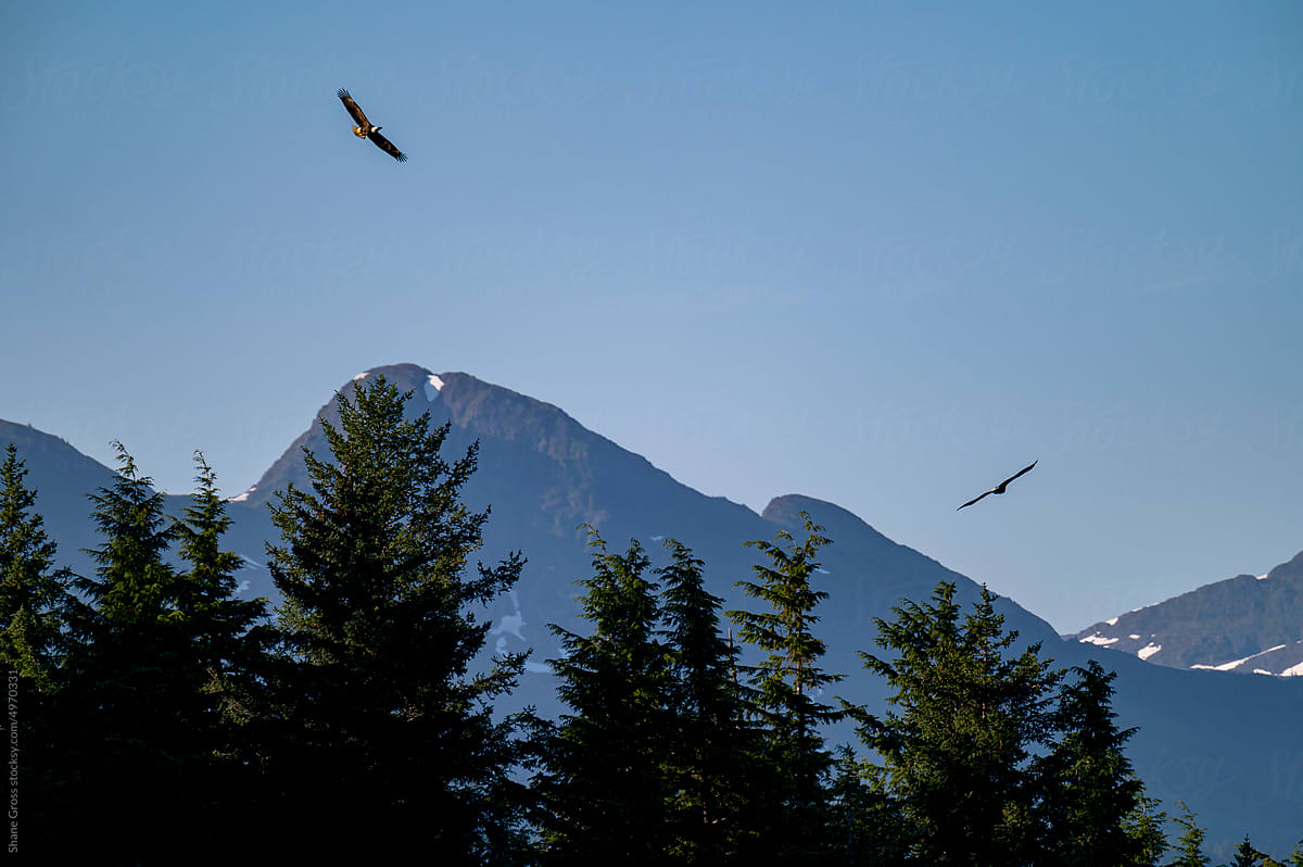 Eagles Soar Above Mountains