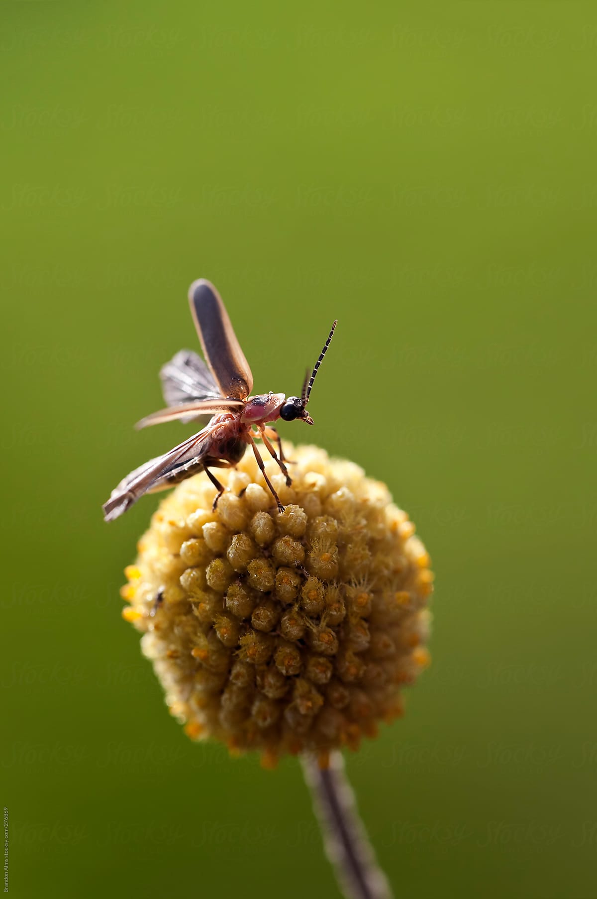 Lightning Bug Takes Off In Flight From A Billy Button Flower