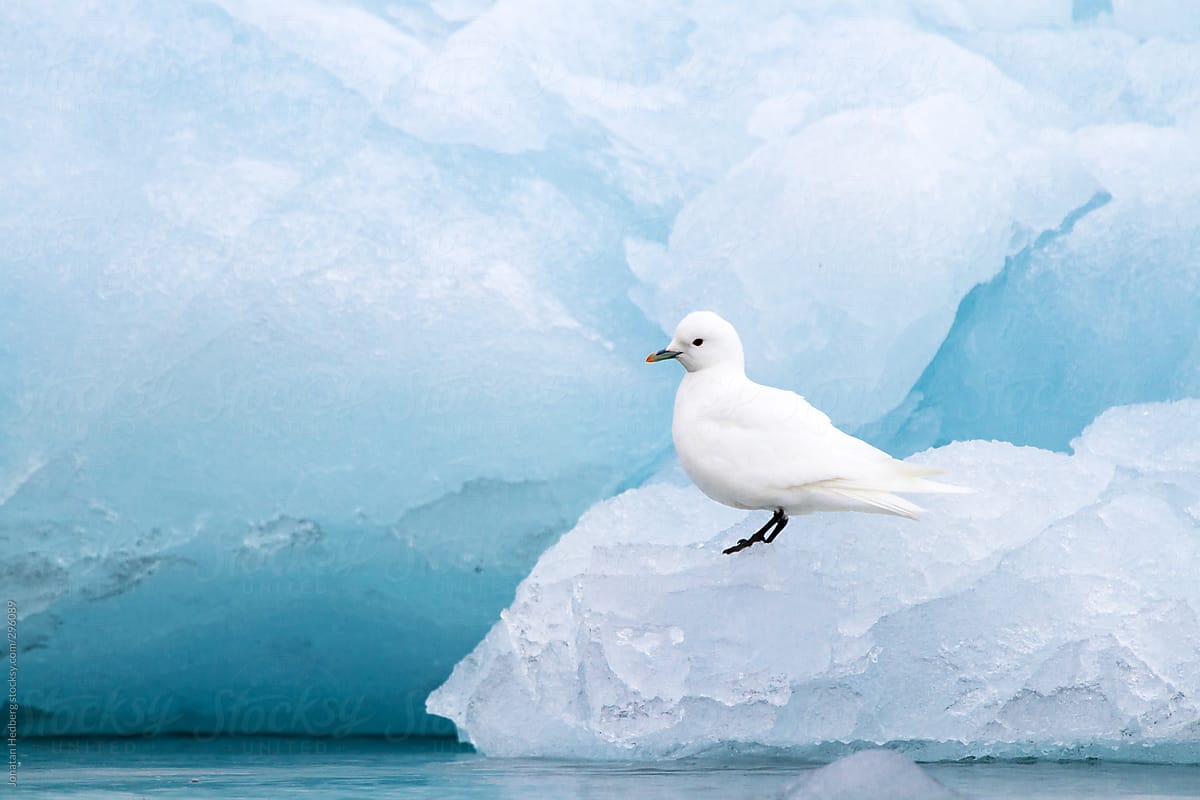 An ivory gull sitting on ice