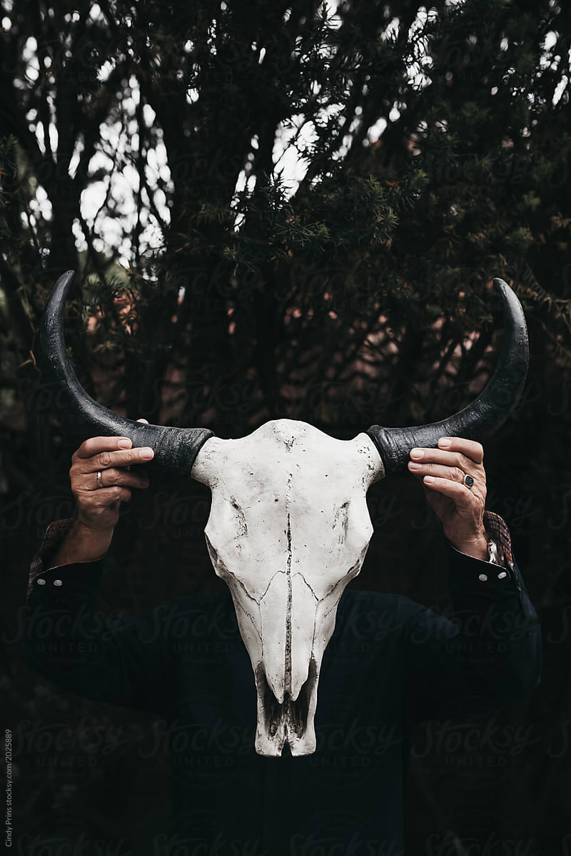 Male hands holding a bull skull