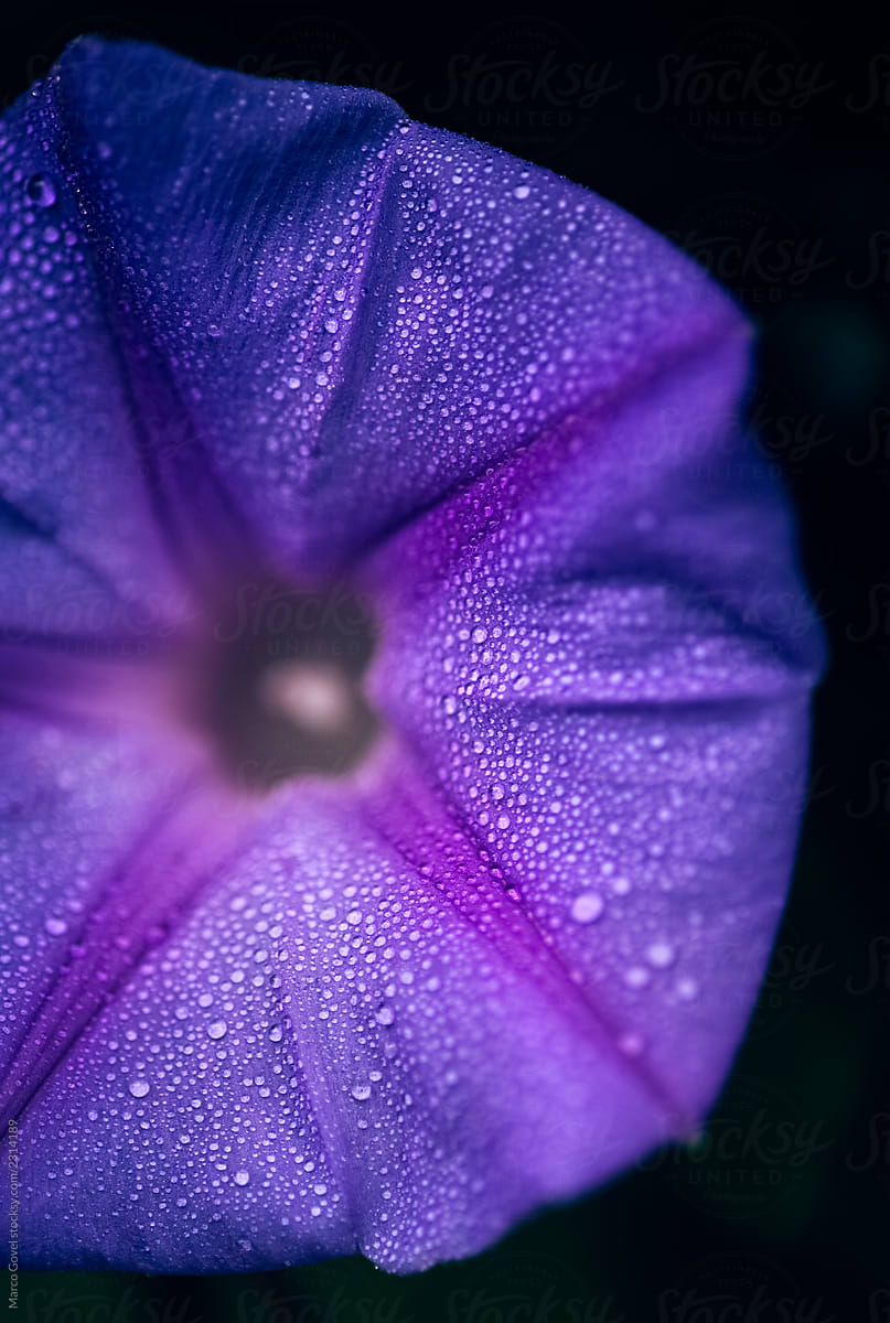 Macro view of a wild flower