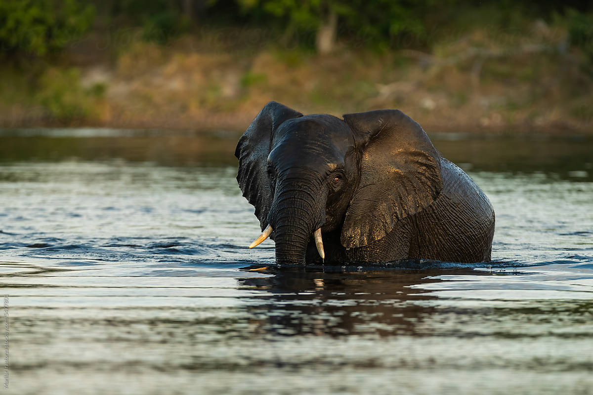 Juvenile Elephant Chobe River Bathing At Sunset