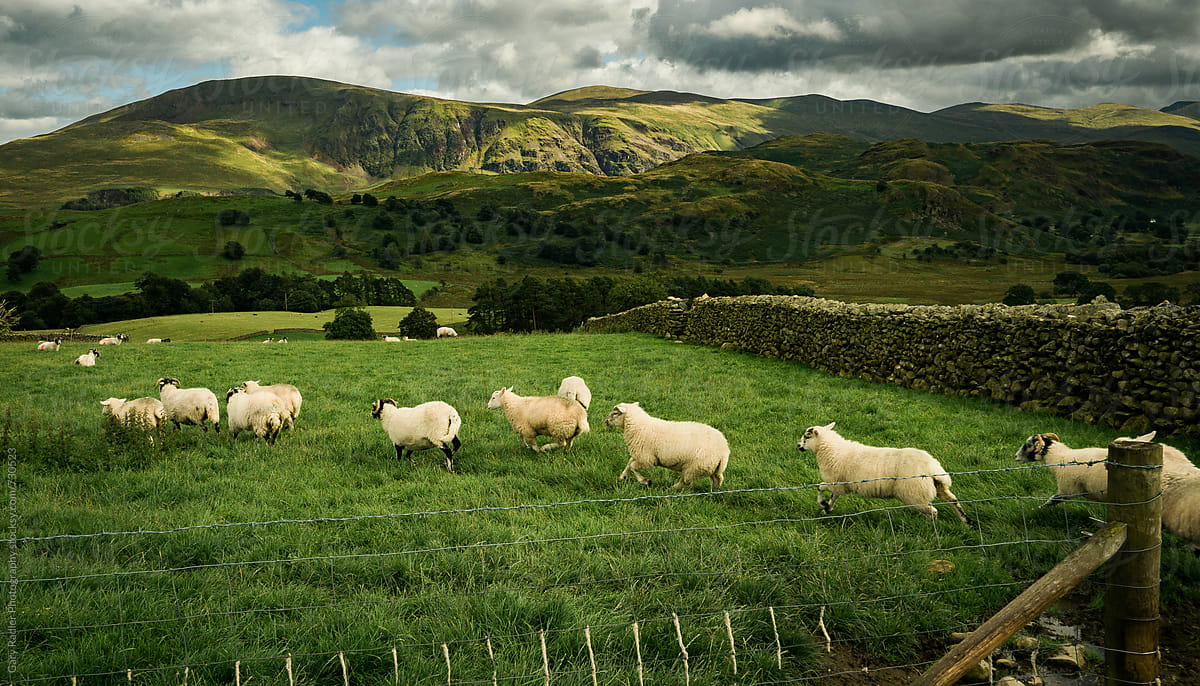 Herdwick Sheep in the Lakes District, England