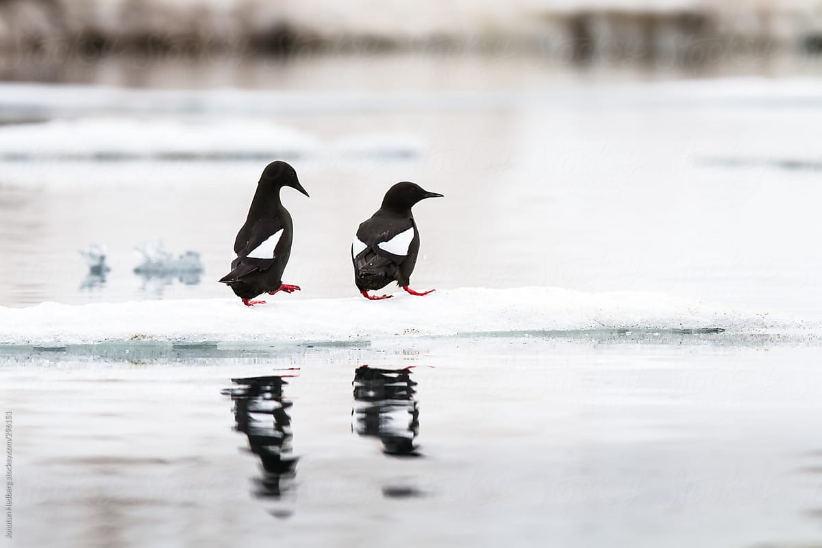Two Guillemots walking on ice