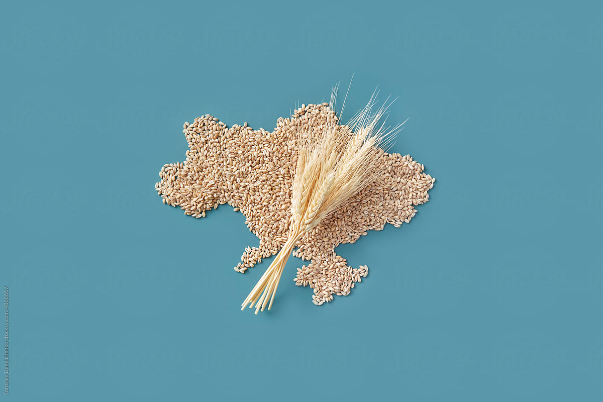 Ukraine map made of grains with wheat ears.