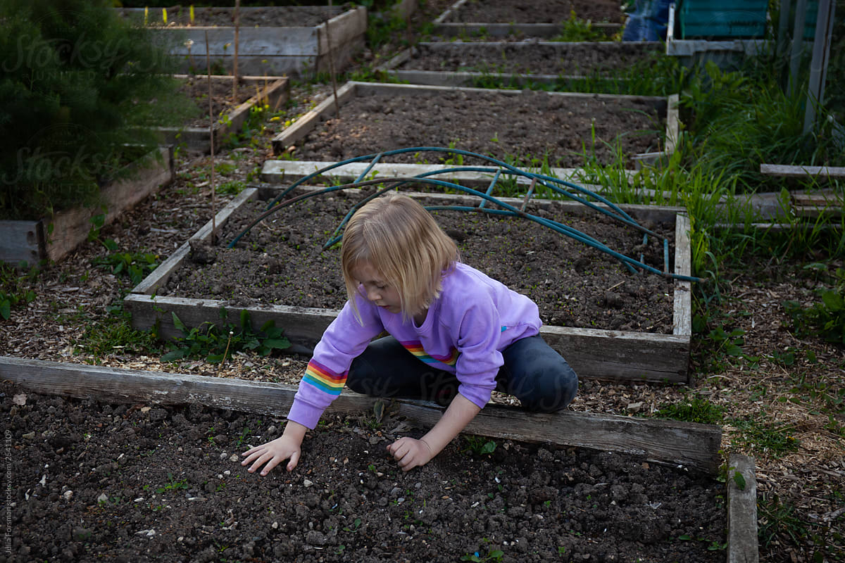 Planting vegetables in raised beds.