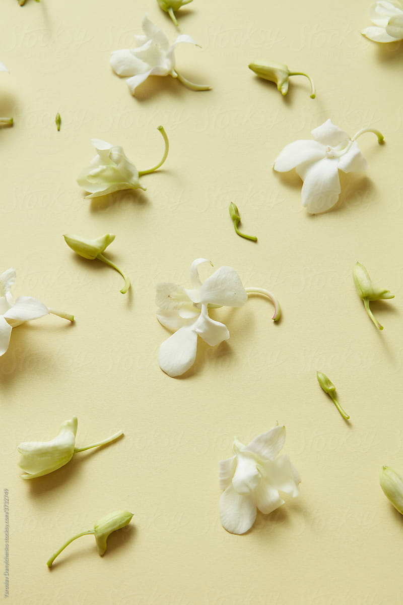 Closeup of flowers scattered on beige background