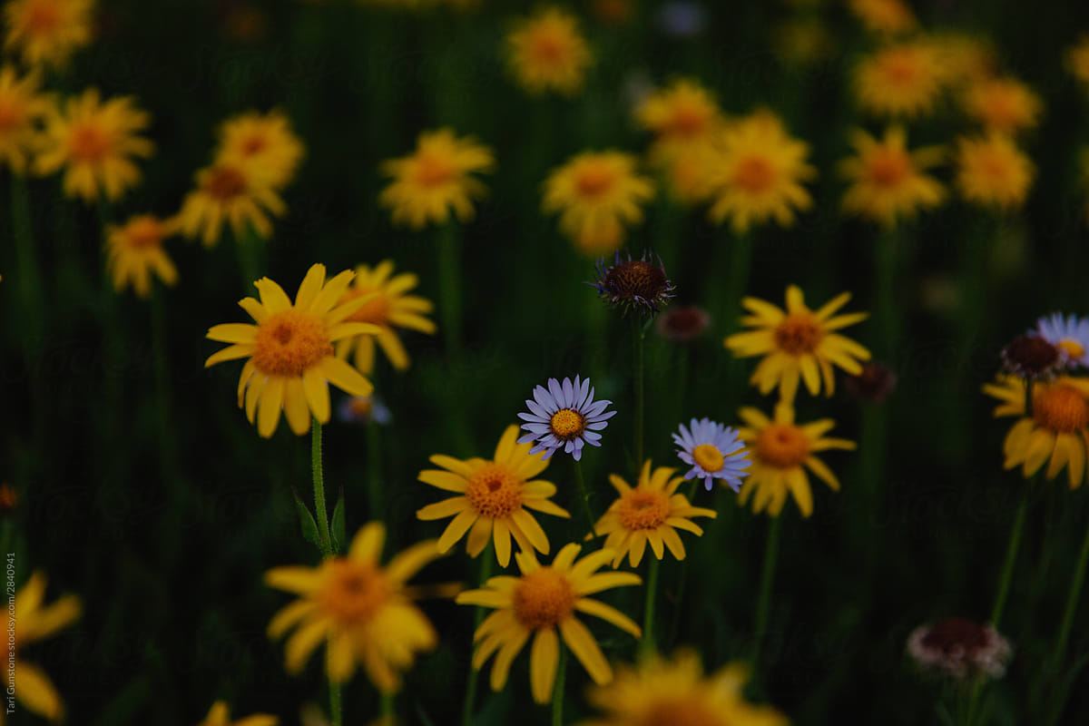 Yellow alpine wildflowers