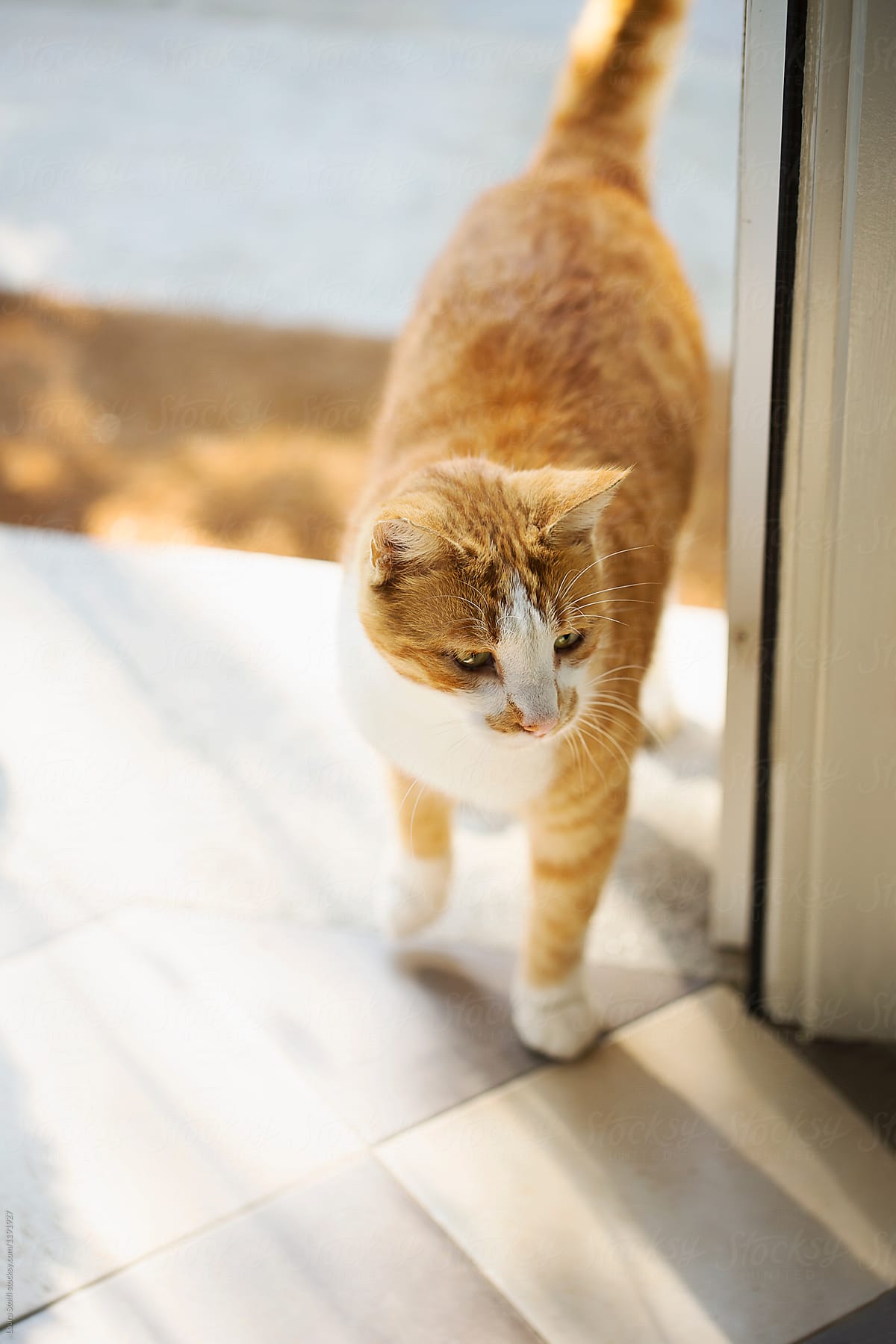 Red cat entering the house through open 