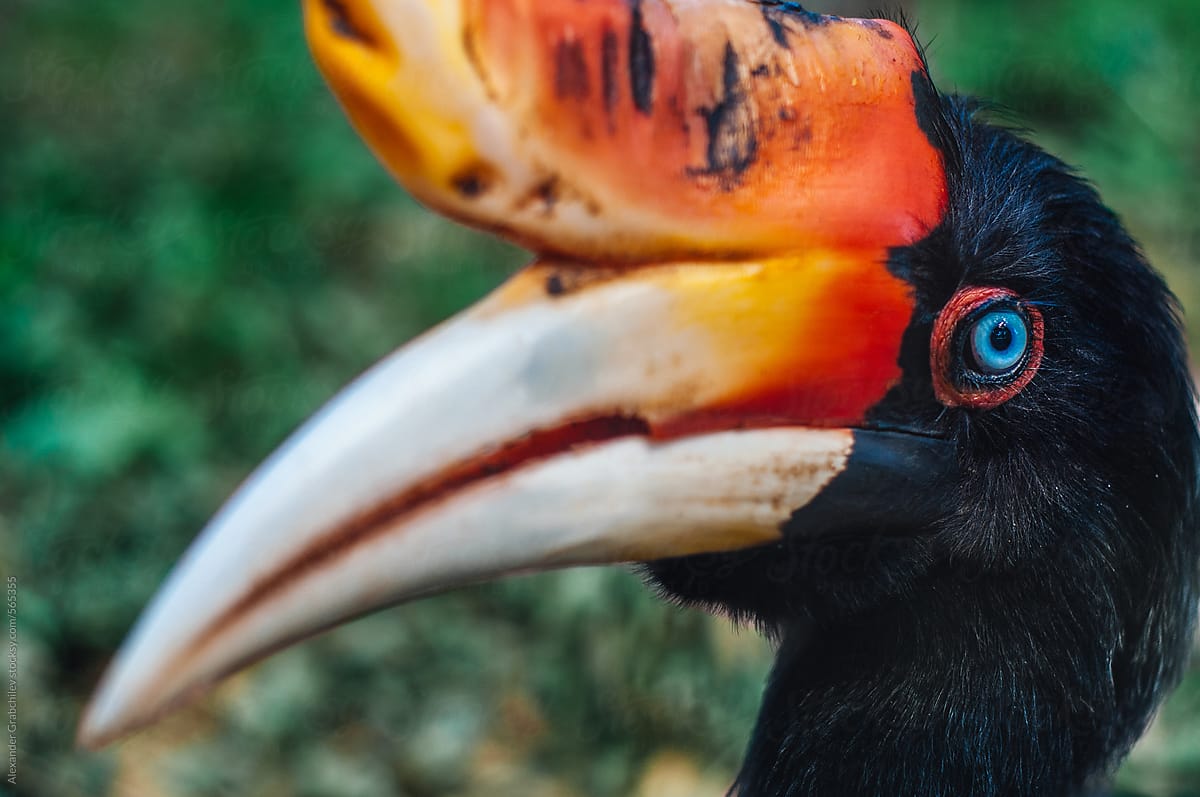 Exotic Tropical Bird In A Jungle Of Borneo