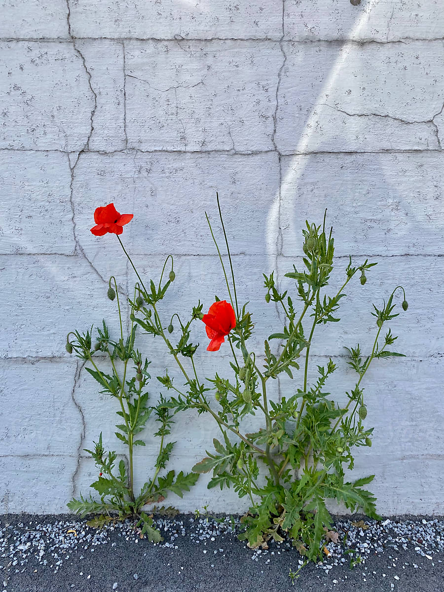 Poppies grwowing on concrete