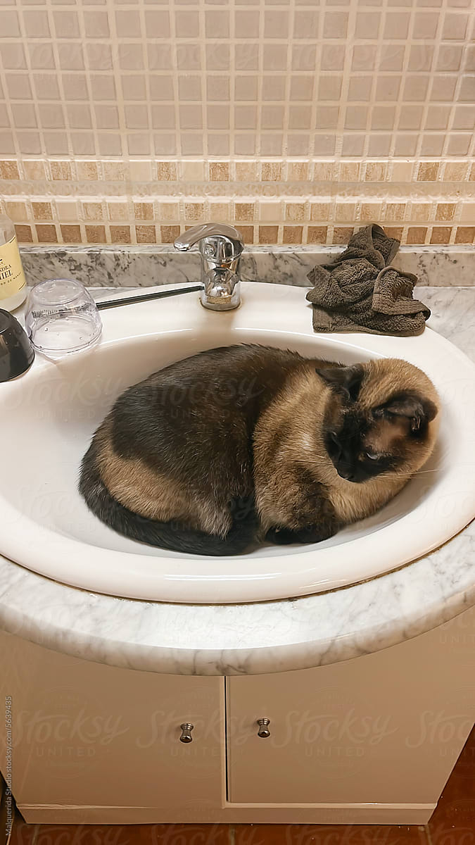 Funny cat lying in the sink