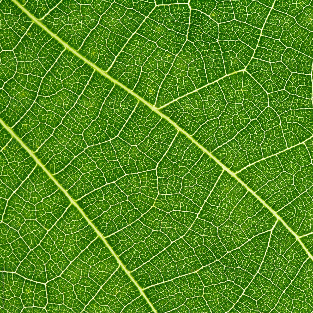 Leaf details