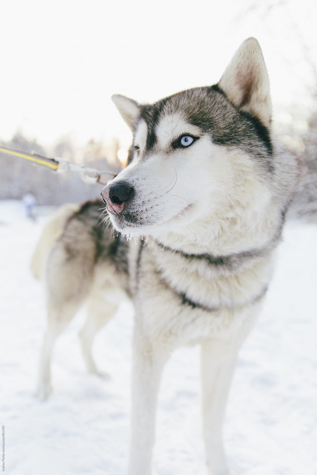 Portrait of beautiful husky in snowy park