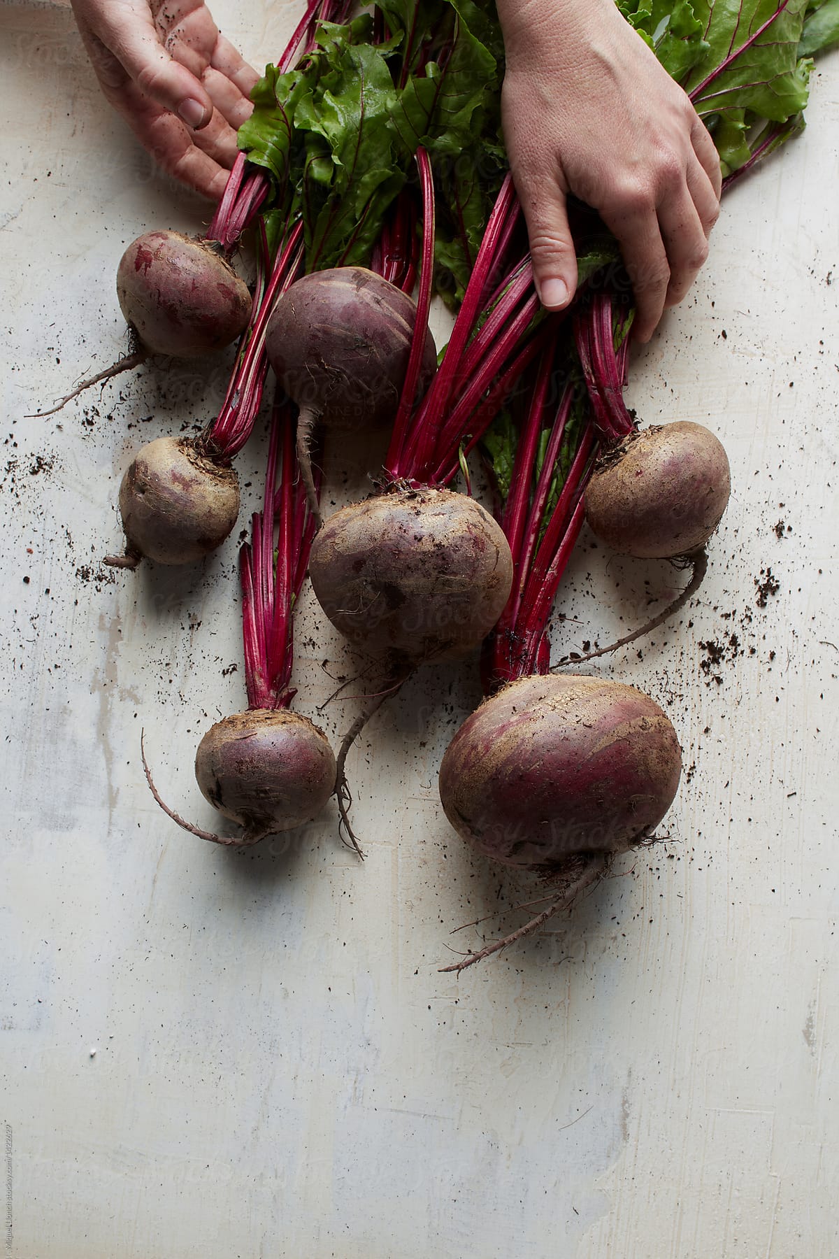 Close up of female hands grabbing a bunch of  red beets