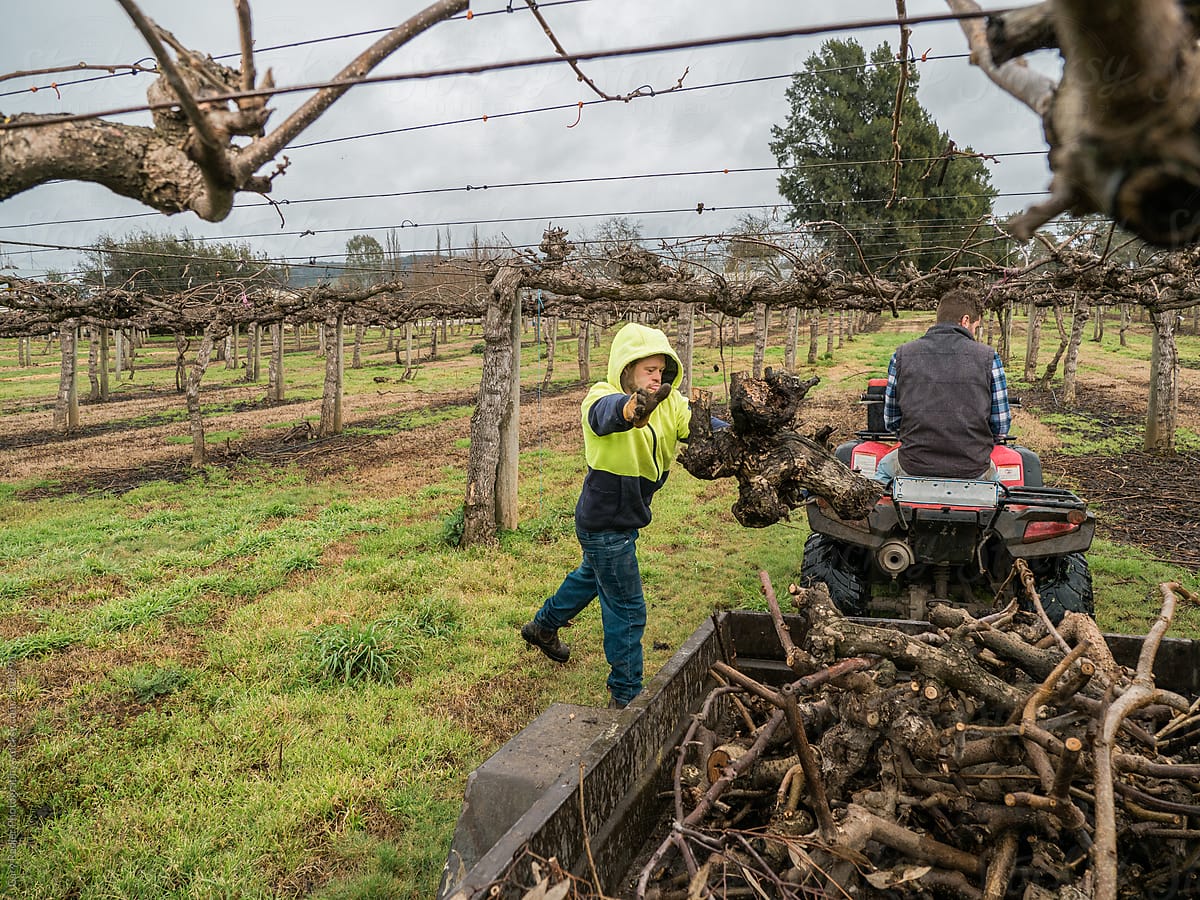 Man Tosses Pruning Off-Cut into Trailer on Kiwi Fruit Farm
