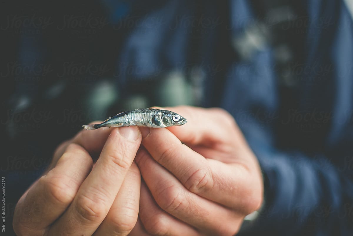 Crop fisherman showing tiny fish